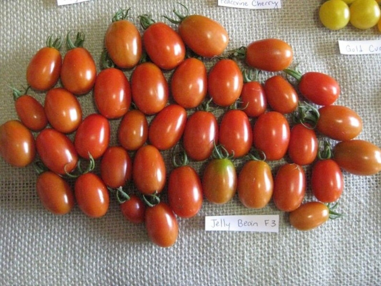 Jelly Bean Hybrid Tomato Seeds | Etsy