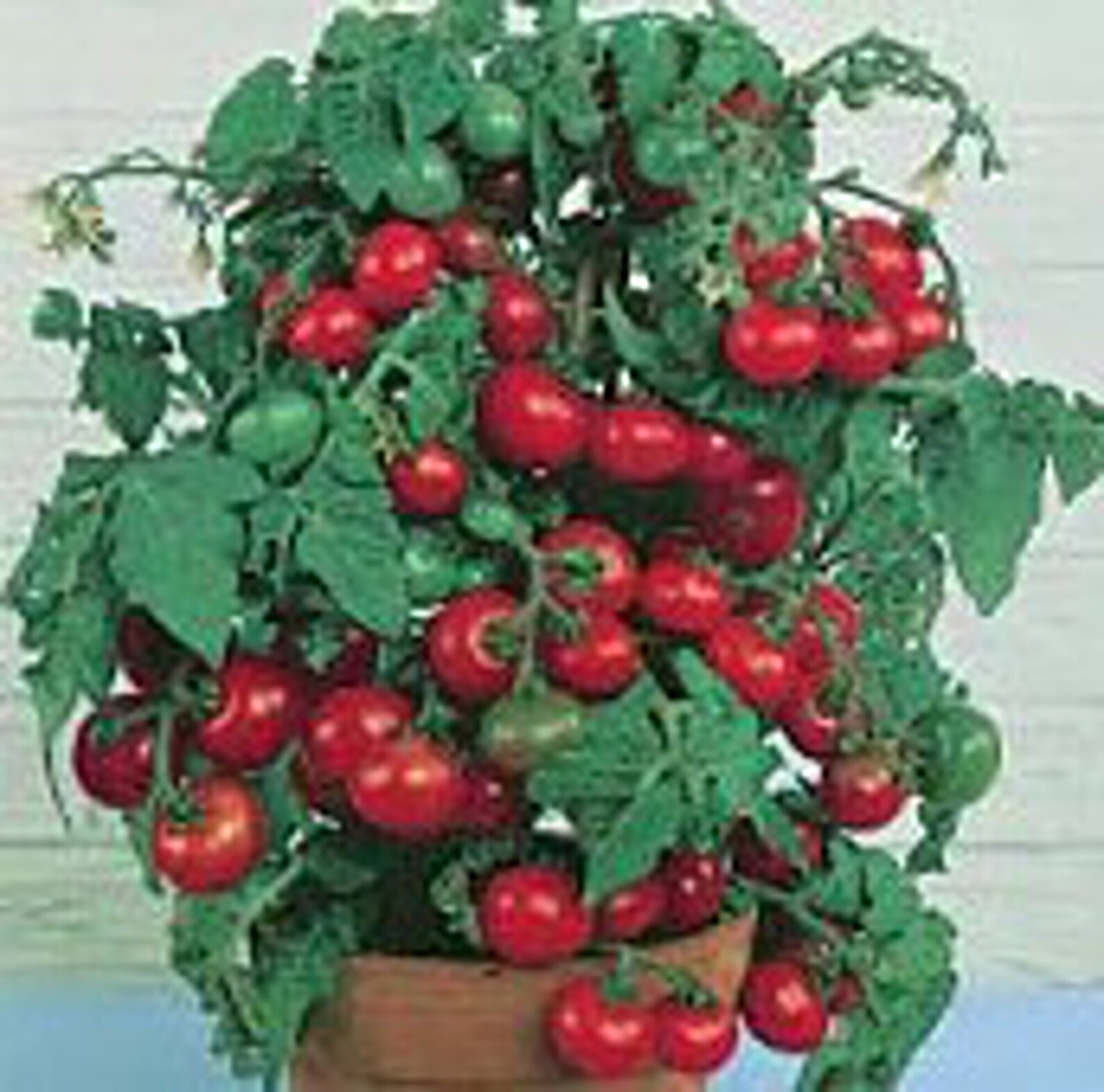 Tiny Tim Tomato Seeds Etsy