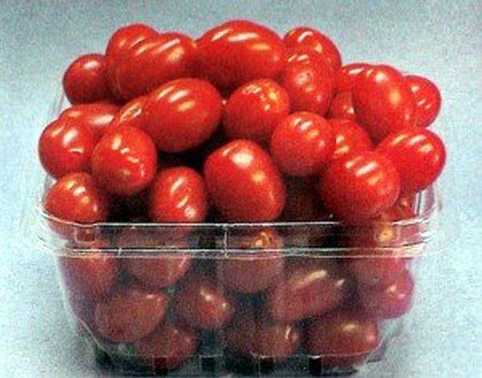 Jelly Bean Hybrid Tomato Seeds | Etsy