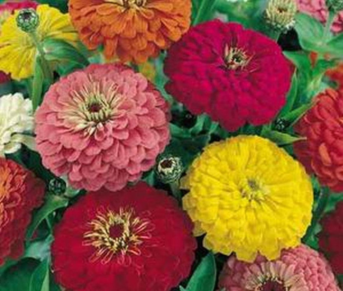 Zinnia Seeds Dahlia Flowered Mix Etsy