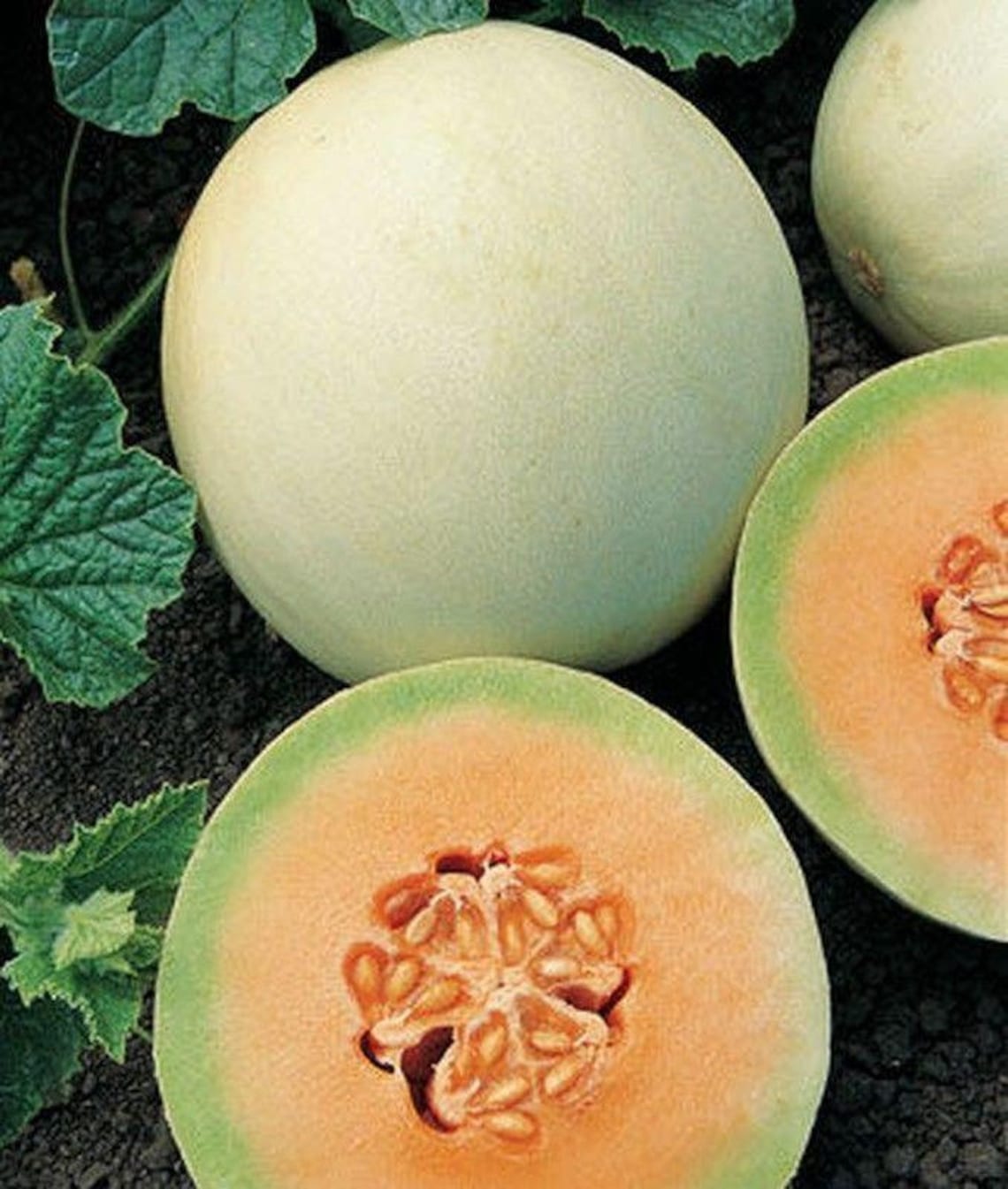 Honey Dew Melon Seeds Orange Etsy