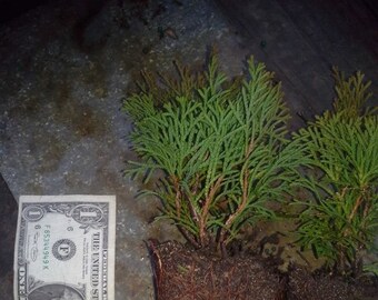 Thuja Green Giant Arborvitae 15 plants 3 pot