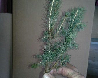 Lot of ~25~ FAST GROWING Norway Spruce  5"-9" seedlings Spring 2026 Shipping