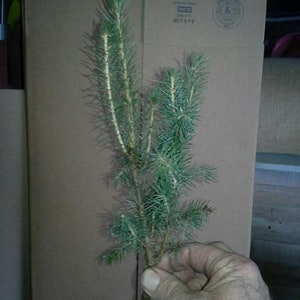 Lot of ~10~ FAST GROWING NORWAY SPRUCE SEEDLINGS 6"-8" TALL Ships Spring 2019 Lot of ~10~ FAST GROWING NORWAY SPRUCE SEEDLINGS 6"-8" TALL Ships Spring 2019