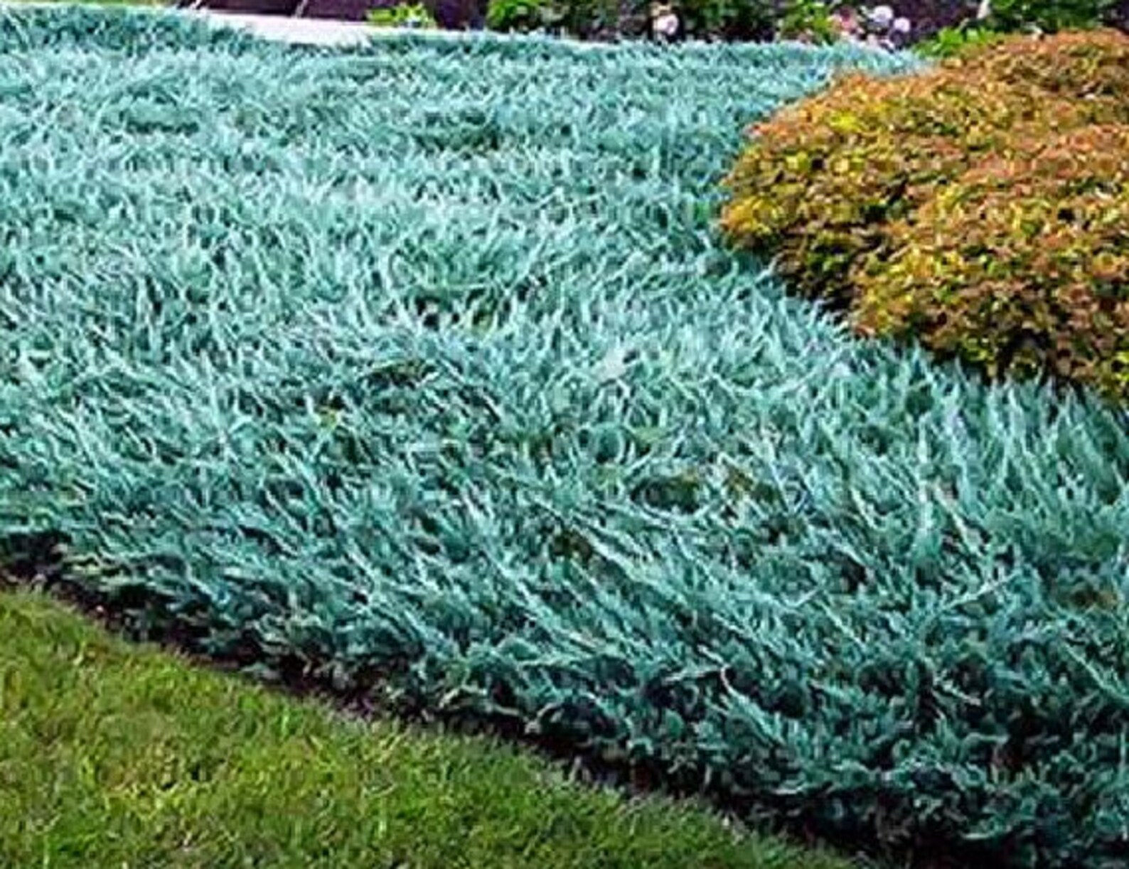 Lot of 3 Three 35 Juniper Blue Rug Ground Cover Etsy