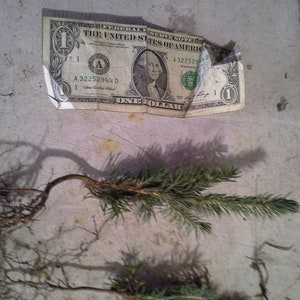 Colorado Blau Fichte Setzlinge: Weihnachtsbaum Ast (10-20 cm)