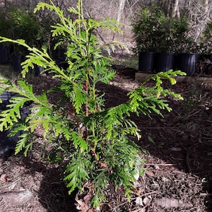 Lot of (5) Thuja Green Giant Arborvitae starter trees 16"-24" Tall Ships Spring 2026