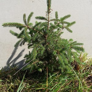 Lot of ~4~ FAST GROWING Norway Spruce  16"-24" Transplants Fall 2025 Shipping