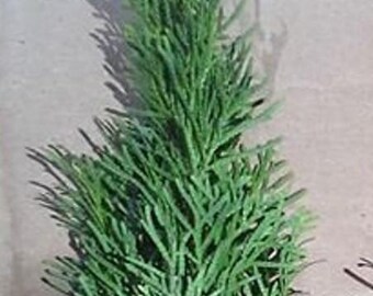 Lot of (4) Emerald Green Arborvitae 3"-5" Tree Seedlings