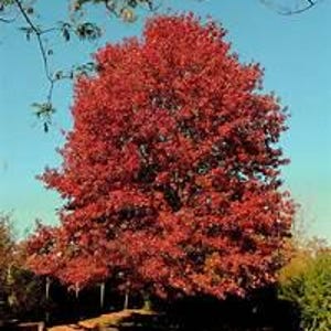 May include: A large tree with vibrant red leaves, set against a clear, light blue sky. The tree's full canopy dominates the frame, showcasing the rich autumnal color. Branches of other trees are visible in the background.