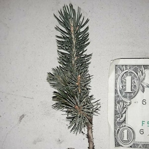 Lot of ~10~ Black Hills Spruce 5" -9" TALL Evergreen Tree Seedlings! Slow Growth Ships Spring 2025