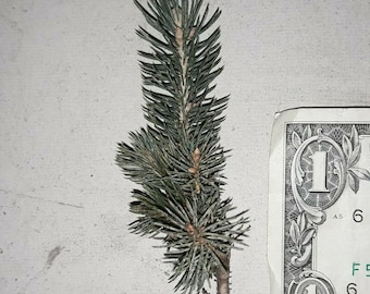 Black Hills Spruce Seedlings: Evergreen Tree (Lot of 10)