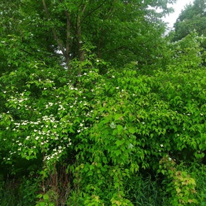 Lot of ~10~ Chinese Dogwood Seedlings Starter Trees Fall 2024 shipping