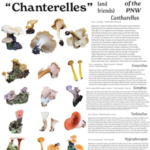 Pfifferlinge & Doppelgänger im pazifischen Nordwesten - Printable Field Guide (Digitaler Download, 8.5x11)