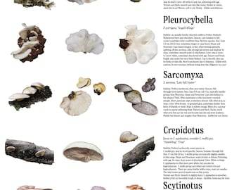 Hongos pleurotoides del noroeste del Pacífico: "Hongos ostra", guía de campo imprimible (descarga digital)