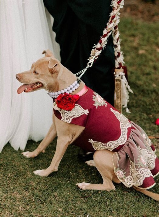 Vestidos grandes para perros - Etsy