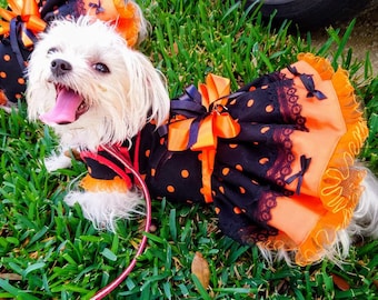 May include: Two small white dogs wearing black and orange Halloween costumes with polka dots and lace. The dogs are standing on green grass.