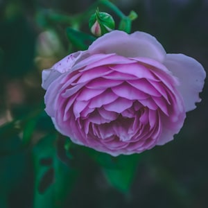 Beautiful Purple Kansas City Rose - Digital Download Printable Photo - Frame Print Wall Art Macro Photography - Flower Rose Peony Daisy