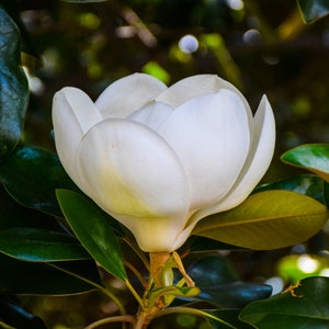 White Magnolia Flower - Digital Download Printable Photo - Frame Print Wall Art Macro Photography - Daffodil Daisy Orchid Rose Sunflower