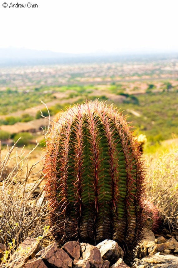 BEAUTIFUL Baby Cactus, Phoenix, Arizona AZ - Digital Download Printable -  Frame Landscape Art Photography - Scottsdale Desert Sedona Valley - Etsy