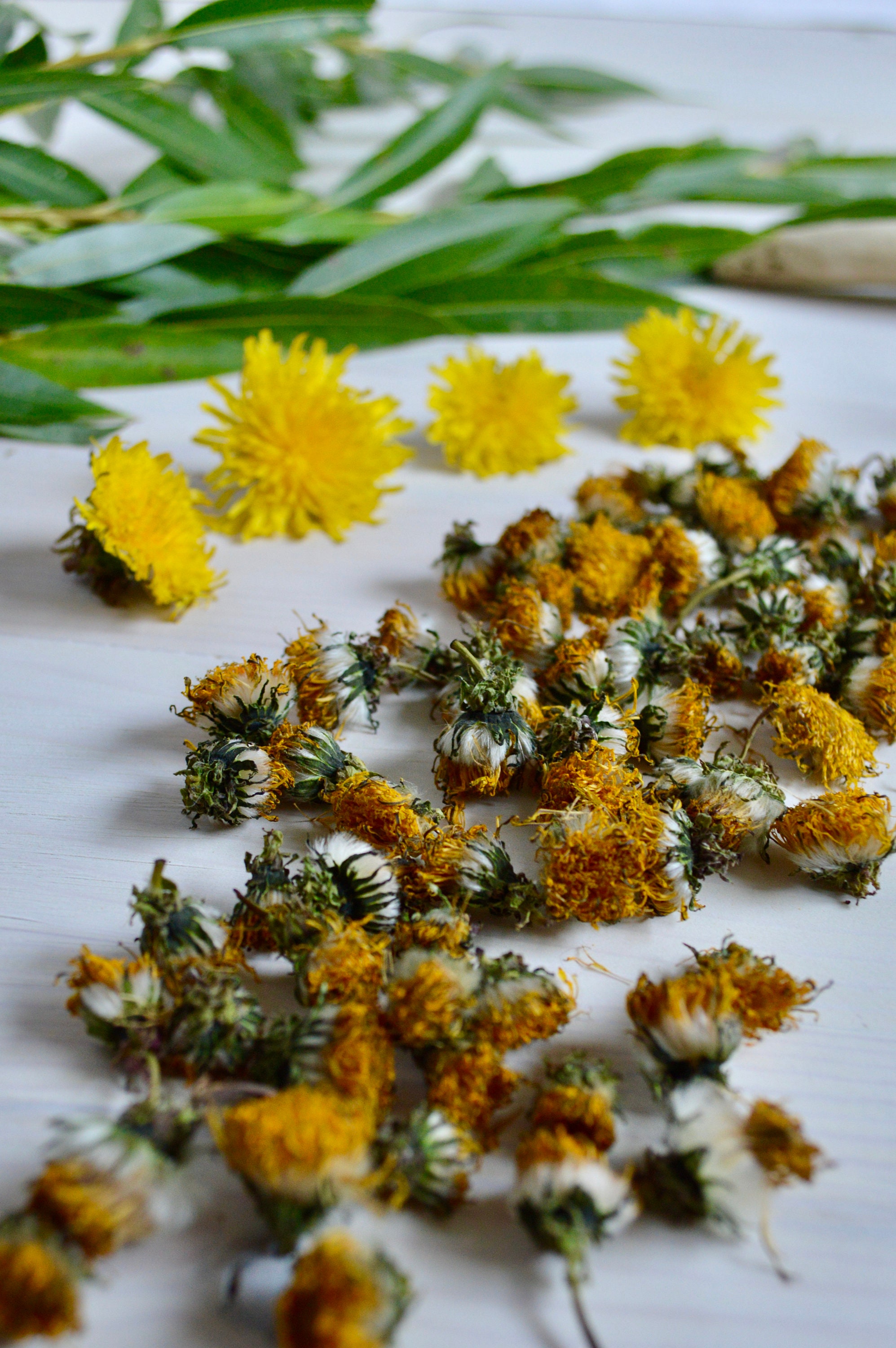 Dried Dandelion Flower Pet Treat / Guinea Pig And Rabbit Etsy