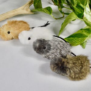 May include: Four plush toy mice in shades of tan, white, grey, and brown, each with black eyes and a black string tail. The toys are arranged on a white surface, with a piece of driftwood and green leafy vines in the background.