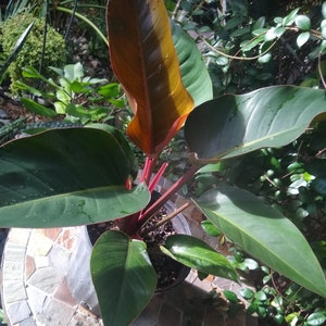 Philodendron Rojo Congo