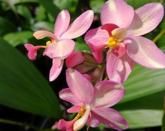 Multi Color Ground Orchid