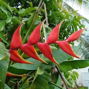 Heliconia Caribea Red Trophy PLANT Rhizome