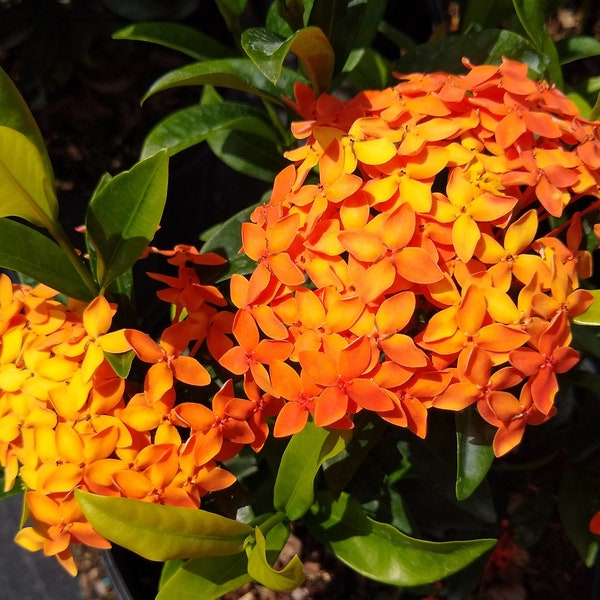 Orange Ixora Dwarf Plant