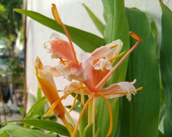 Butterfly Ginger Lily
