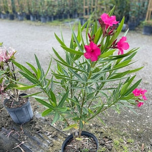 Nerium Oleander image 1