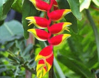 Red Lobster Claw Heliconia Rostrata Flower - Rhizome