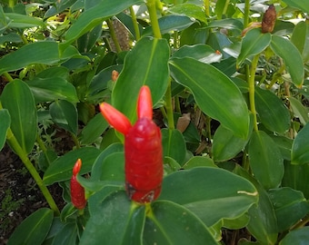 Red Button Ginger Lily Rhizome