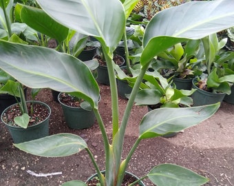 Bird of Paradise Rooted Plant (White)