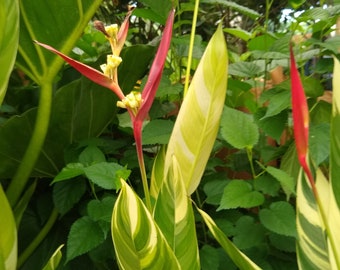 Heliconia Variegated Psittacorum (Lady Di) Rhizome