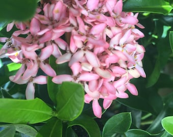 Pink Ixora dwarf plant