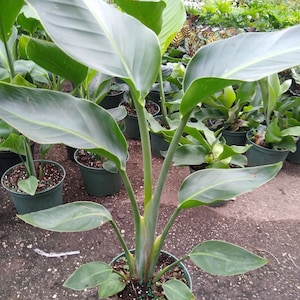 極楽鳥花（白）