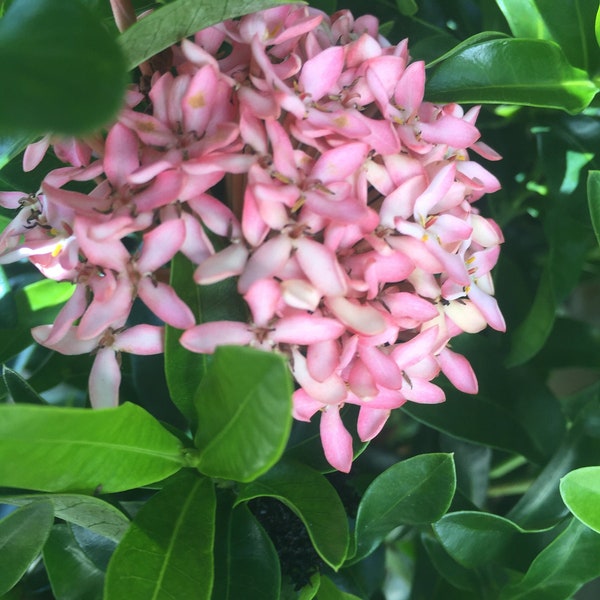 Pink Ixora dwarf plant