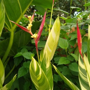 Heliconia Variegated Psittacorum (Lady Di) Rhizome