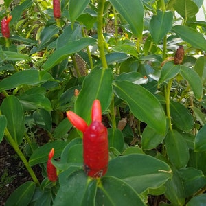 Red Button Ginger Lily  - 3 gallon pot