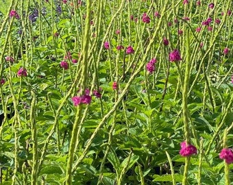 Purple Porterweed