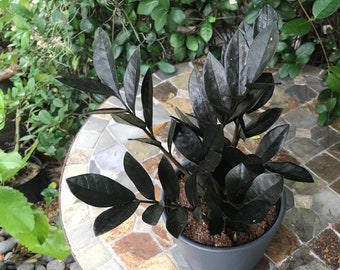 ZZ Raven (Zamioculcas Zamiifolia)