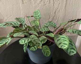 Calathea  Burle Marx