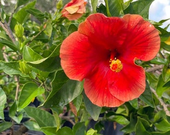 May include: A vibrant red hibiscus flower with a yellow center blooms on a green bush. The flower is in focus, while the green leaves and brown soil are blurred in the background.