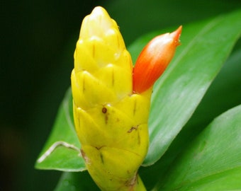 Yellow Costus Ginger Lily Rhizome