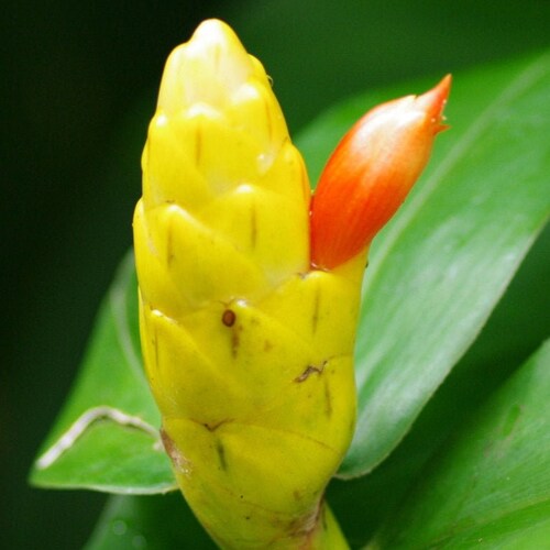 Yellow Costus Ginger Lily Rhizome Etsy Australia Yellow Costus Ginger Lily Rhizome Etsy Australia