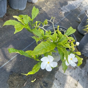 Pinwheel Jasmine