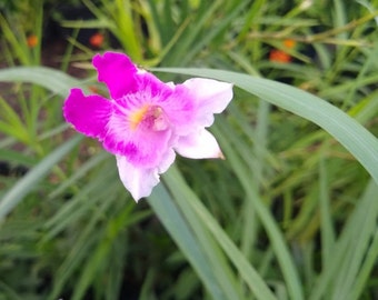 Bamboo Orchid Plant