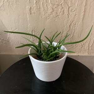 Sansevieria Canaliculata Mini